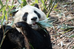 panda chengdu