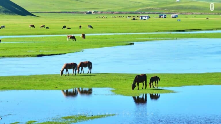 Horses grazing on the grasslands beside the winding Morigele River in Hulunbuir, Inner Mongolia.